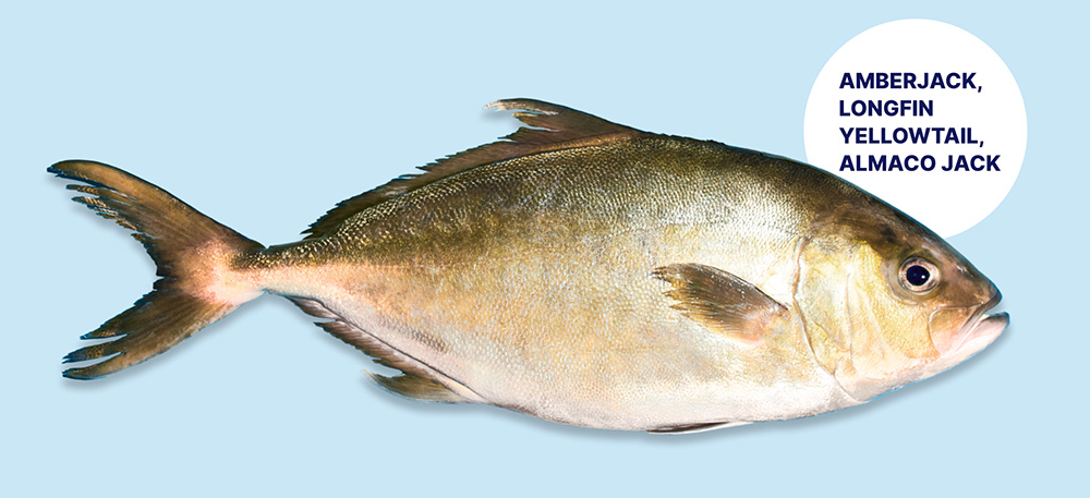 Kanpachi fish