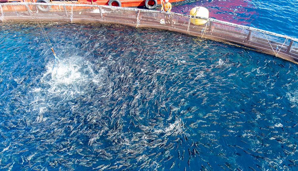 fish being raised out of pen